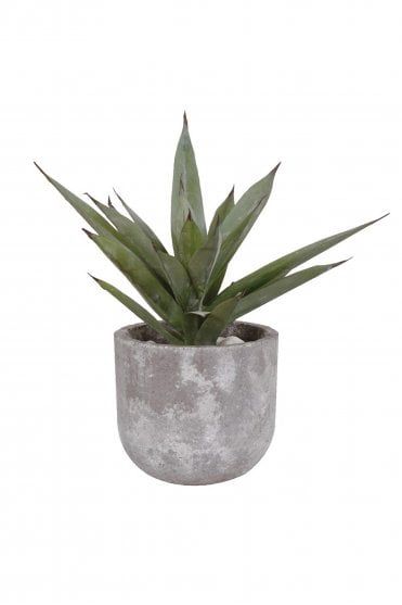 Aloe Vera in Grey Cement Pot