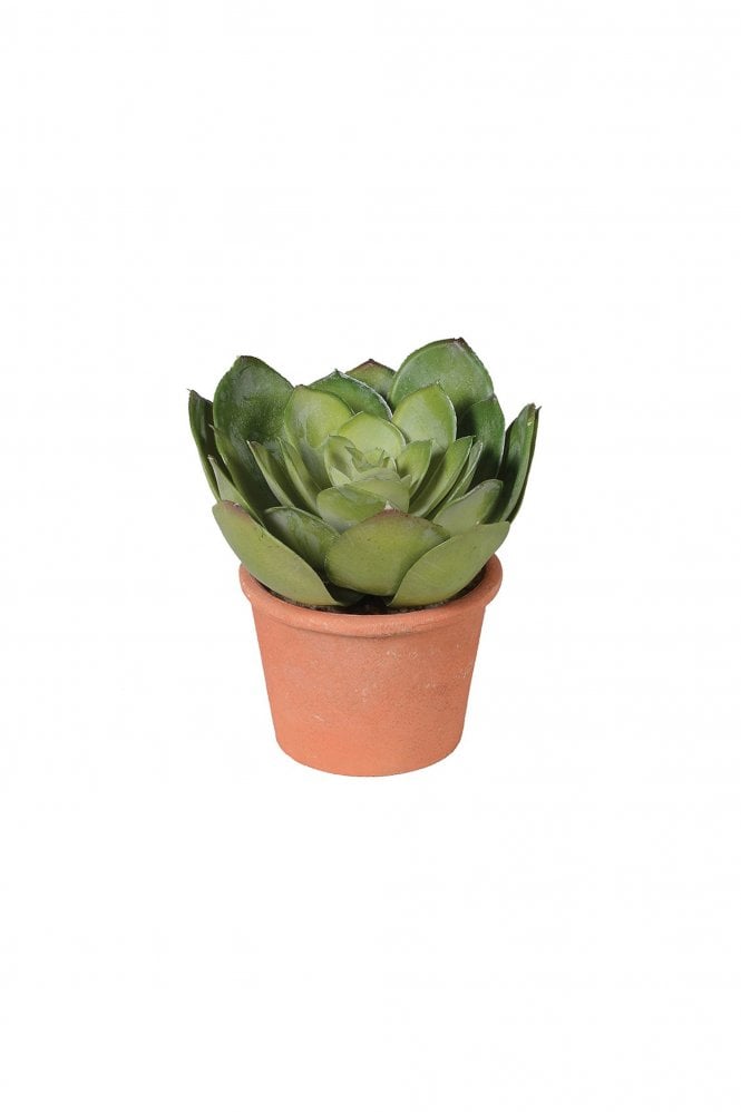 The Home Collection Echeveria in Terracotta Pot