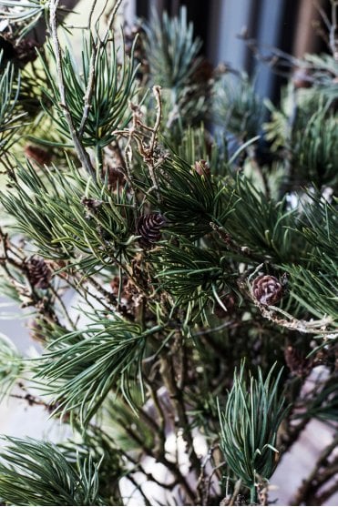 Pine Stem with Cones and Moss