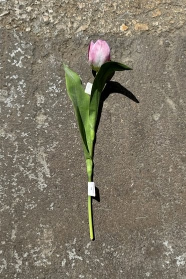 Tulip